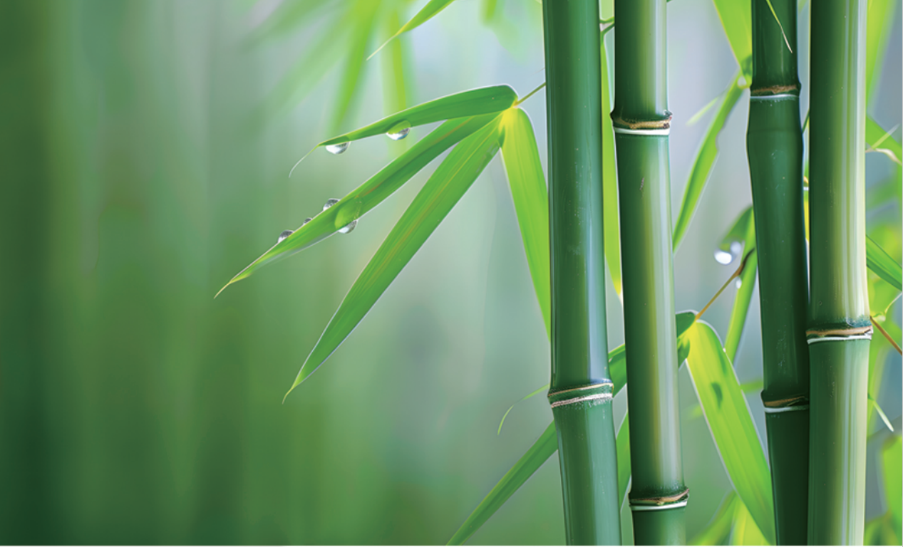 張鑫院長發(fā)明的無機膠復(fù)合竹材料與結(jié)構(gòu)，為竹材在建筑結(jié)構(gòu)中的應(yīng)用帶來新突破